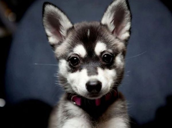 Alaska Klee Kai