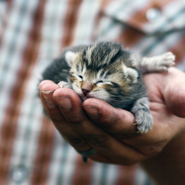 American Shorthair Kitten
