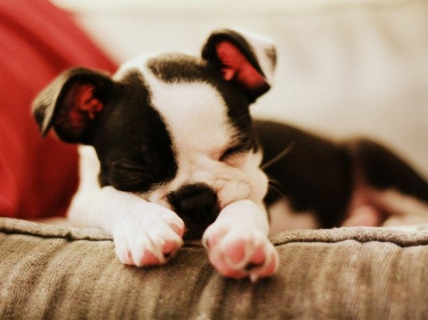 Boston Terrier Puppy
