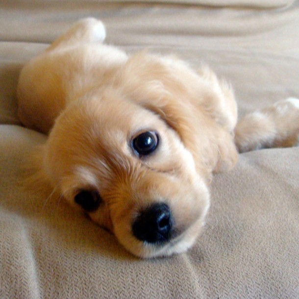 Cocker Spaniel Puppy