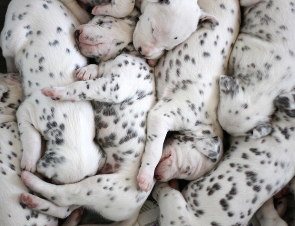 Dalmatian Puppies