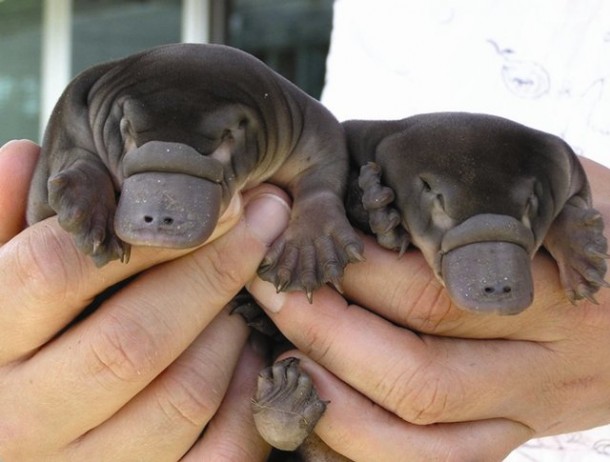Baby Platypus