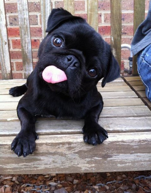 Black Pug