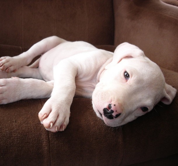 Dogo Argentino Puppy