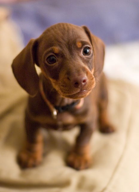 Miniature Dachshund Puppy